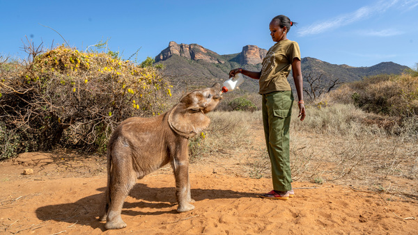 Samburu-Lieder: Traditioneller Gesang für verwaiste Elefanten