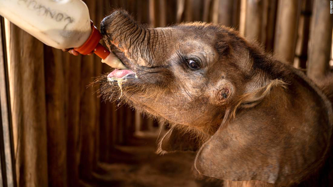 Long’uro enjoys his bottle at Reteti Elephant Sanctuary in Kenya.