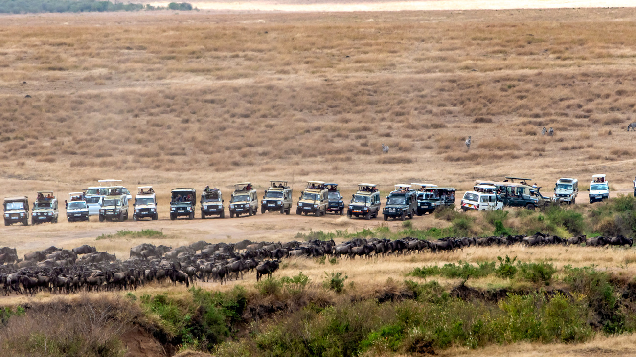 Tourist vehicles cluster at a river crossing during the annual wildebeest migration between the Serengeti and the Maasai Mara.