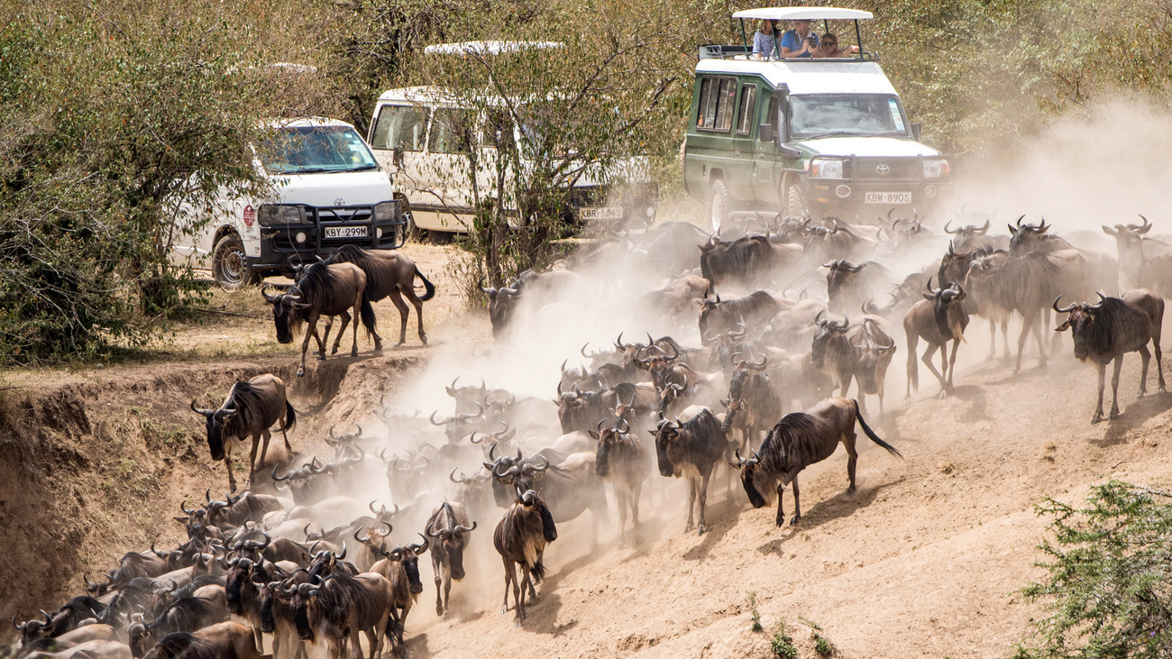A wall of vehicles line up to watch the annual migration of about two million wildebeest, zebra, and other herbivores from the Serengeti in Tanzania, to the Maasai Mara in Kenya.