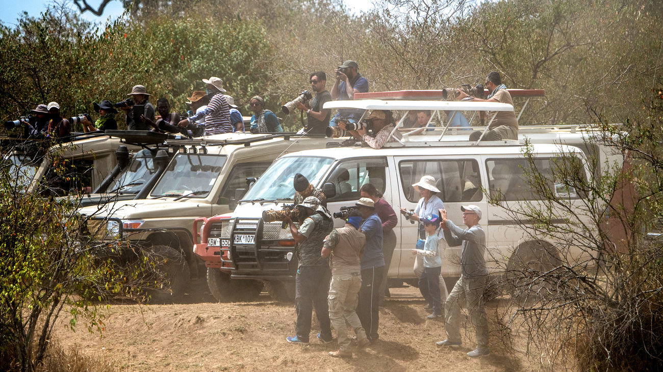 Tourists break safety rules demanding they remain in their vehicles, as they scramble to “get the shot” of migrating wildebeest. 
