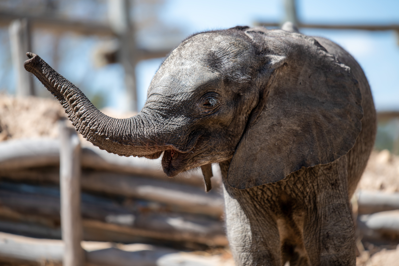 Orphaned elephant calf Nanzhila at Game Rangers International’s Lusaka Elephant Nursery in Zambia.