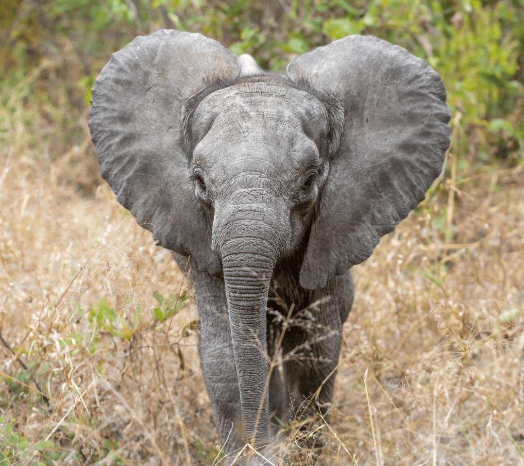Orphaned elephant calf Nanzhila at Game Rangers International’s Elephant Orphanage Project in Zambia.