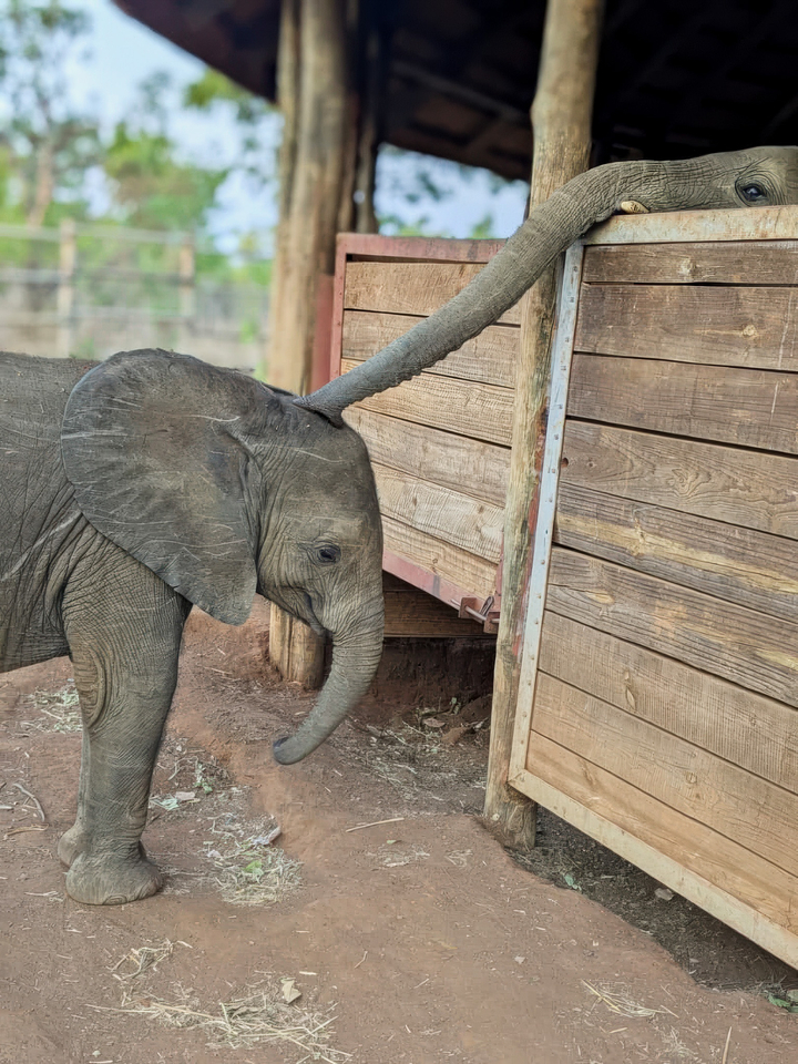 Bupe reaches out his trunk toward Nanzhila in a gentle goodnight gesture.