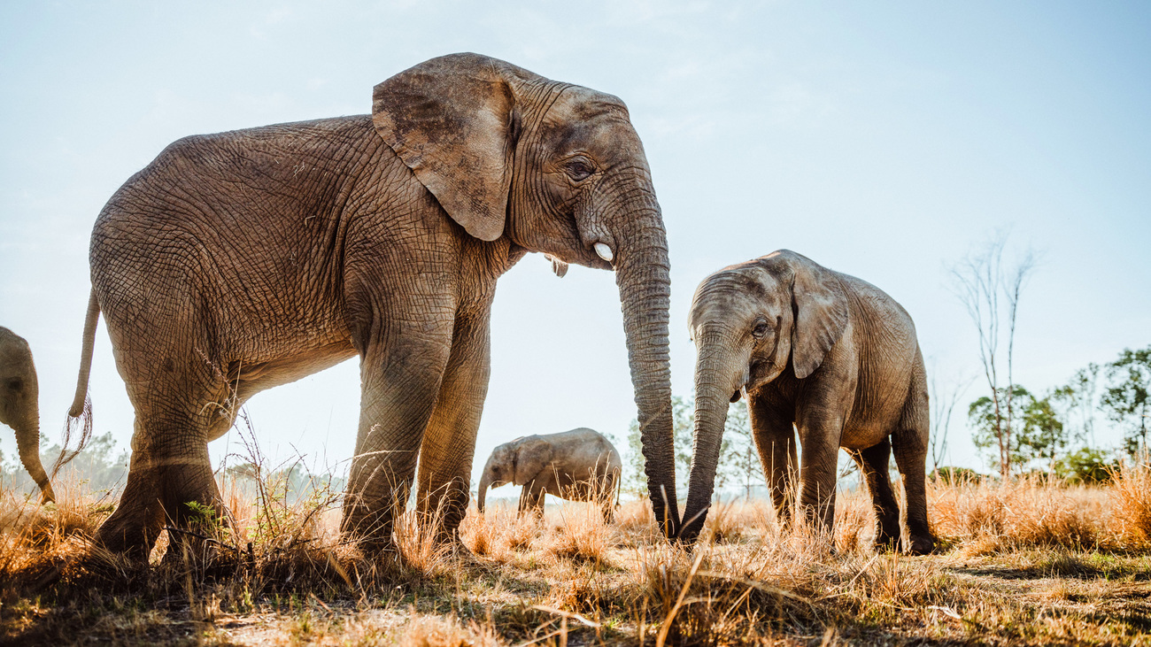 Vier Elefanten stehen auf braunen Gräsern. Der am nahesten gelegene Elefant steht seitlich.