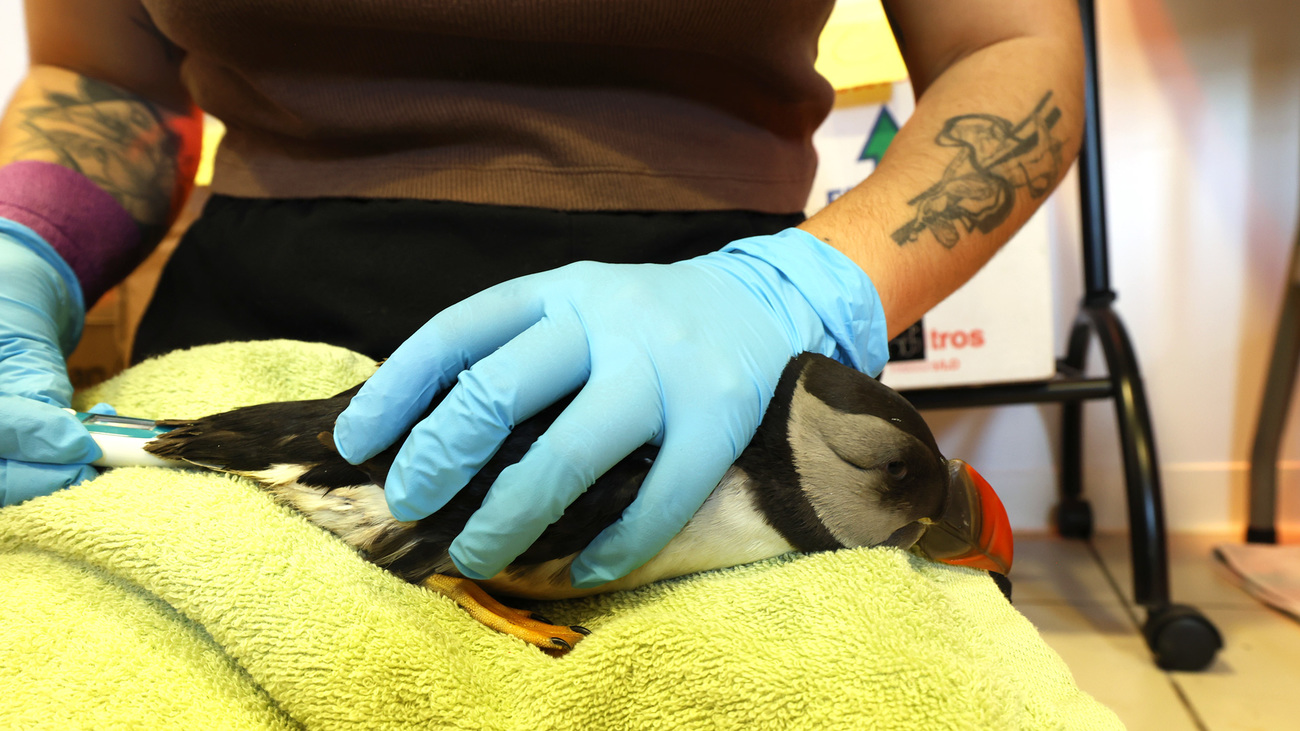 A rescued puffin after devastating floods in France.