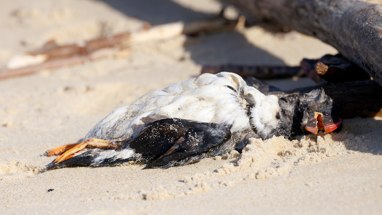 A puffin impacted by devastating floods in France.