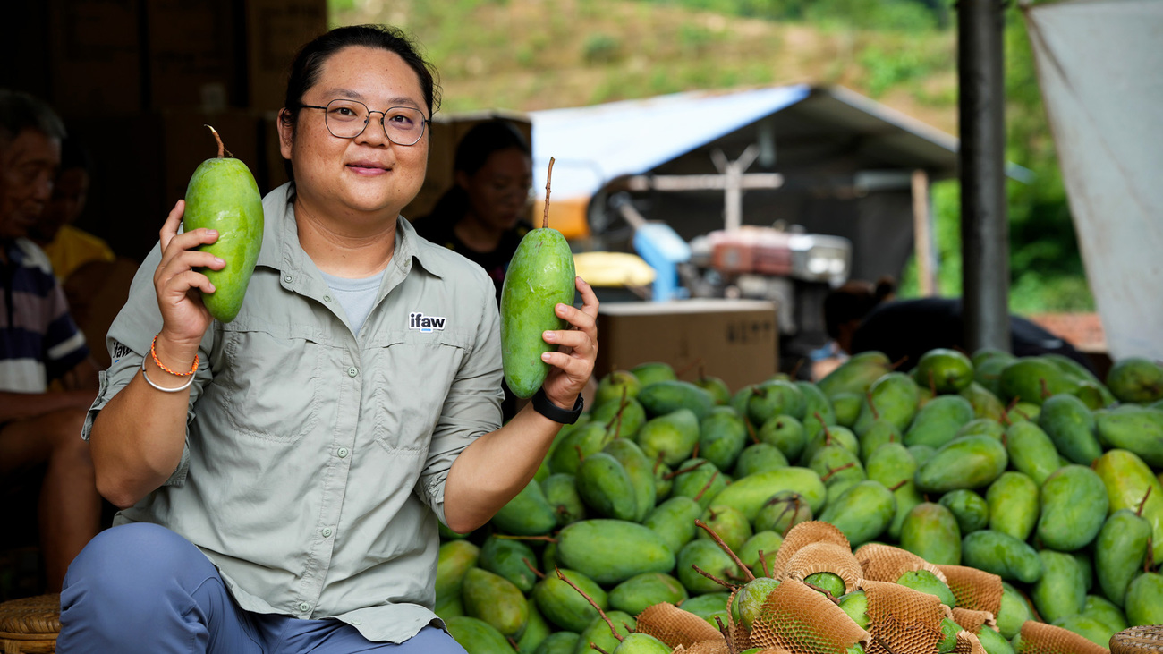 Uan Li, Asian Elephant Program Officer at IFAW, works with Daotangqing villagers to pack sustainably grown mangoes.