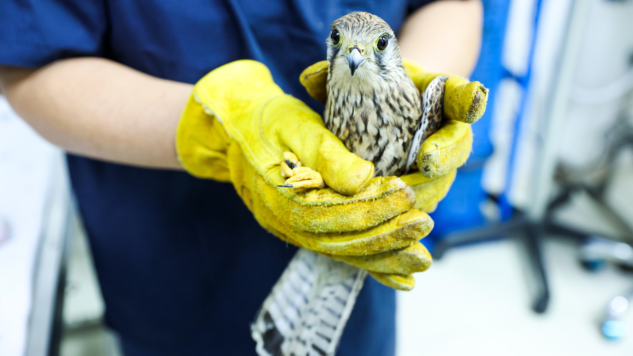 The common kestrel being restrained by a rehabilitator for physical examination