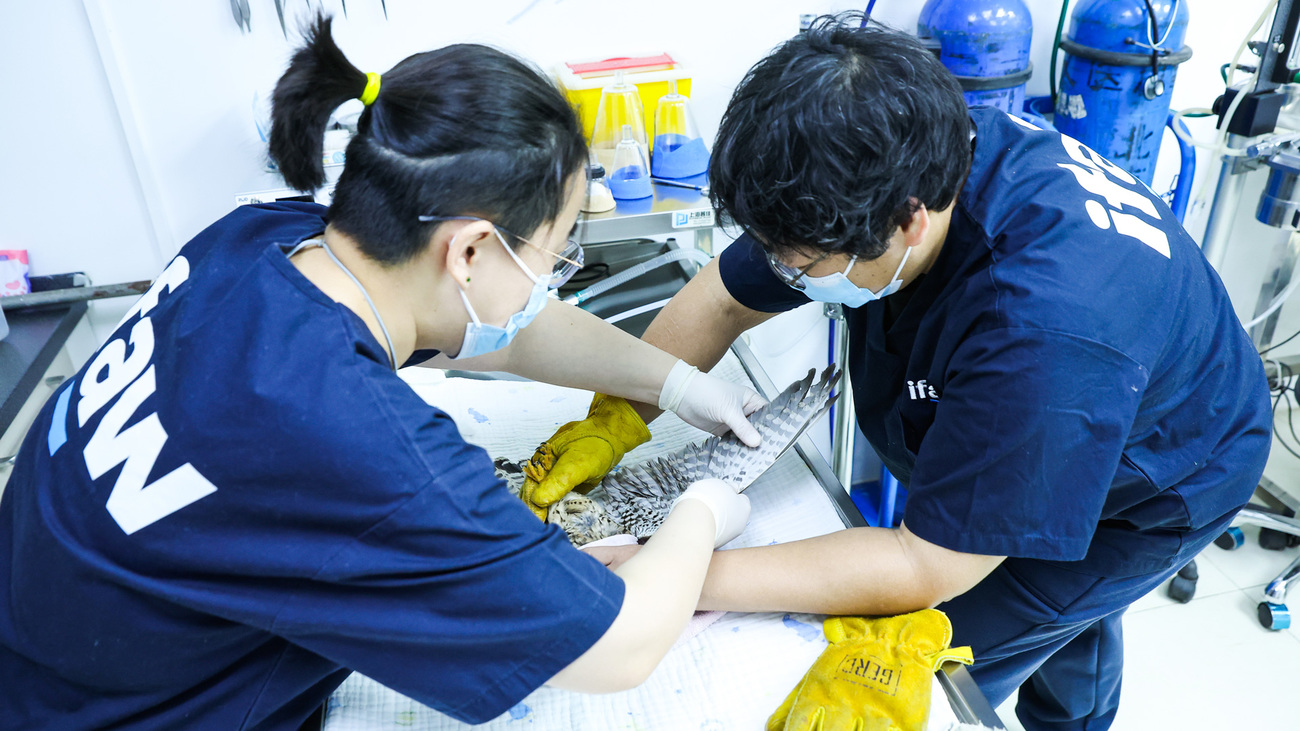 Rehabilitators performing regular check-ups for the common kestrel.