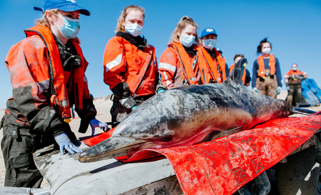 A common dolphin is transported by cart to the release beach after being cleared by a health assessment.