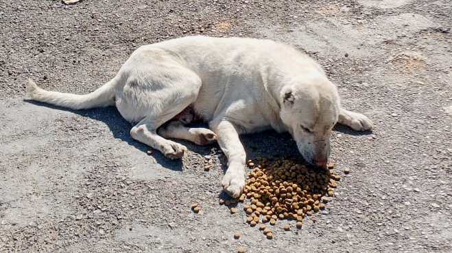 Een hond liggend op straat is brokken aan het eten, gegeven door Give Me A Paw in Libanon in maart 2026.