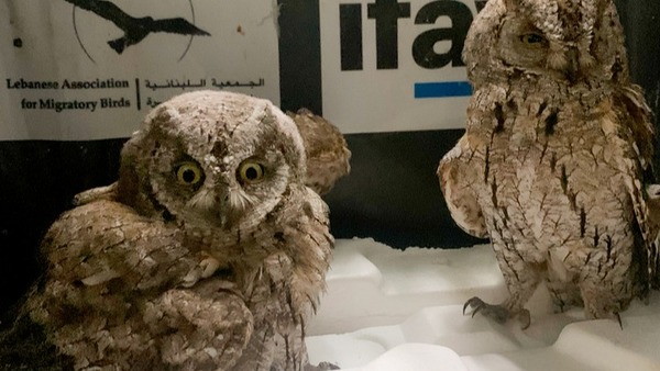 How IFAW is supporting animals and communities in Lebanon