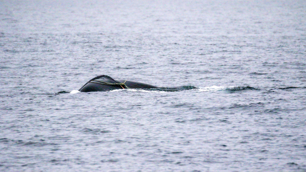 A North Atlantic right whale is spotted with a line wrapped around its tail and fluke.