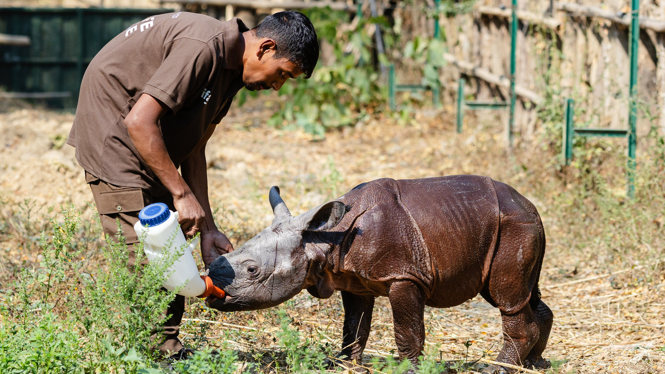 A carer bottle-feeds the rhino calf at the Centre for Wildlife Rehabilitation and Conservation (CWRC).