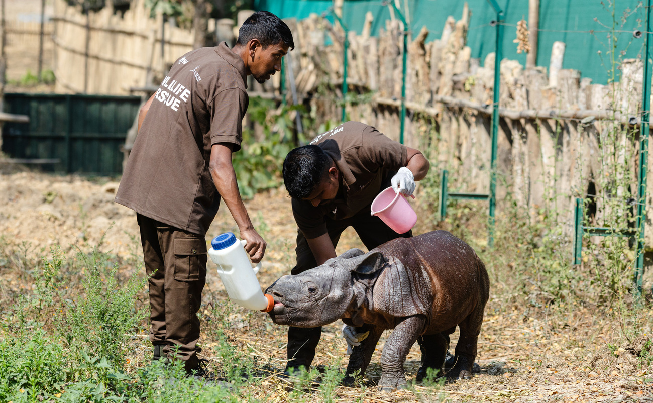 The rhino calf getting midday bath from his carers at the Centre for Wildlife Rehabilitation and Conservation (CWRC)