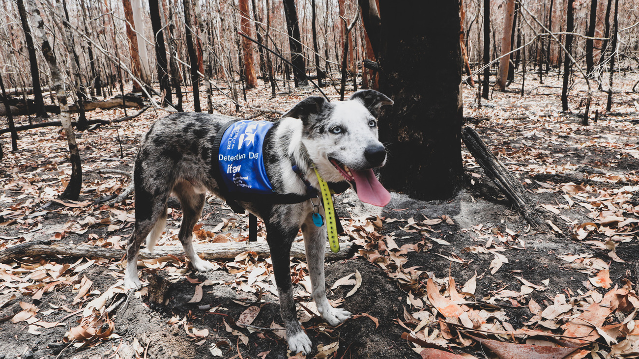 The koala detection dog who became famous because of his work during Australia's catastrophic Black Summer bushfires has hung up his boots for the final time. 