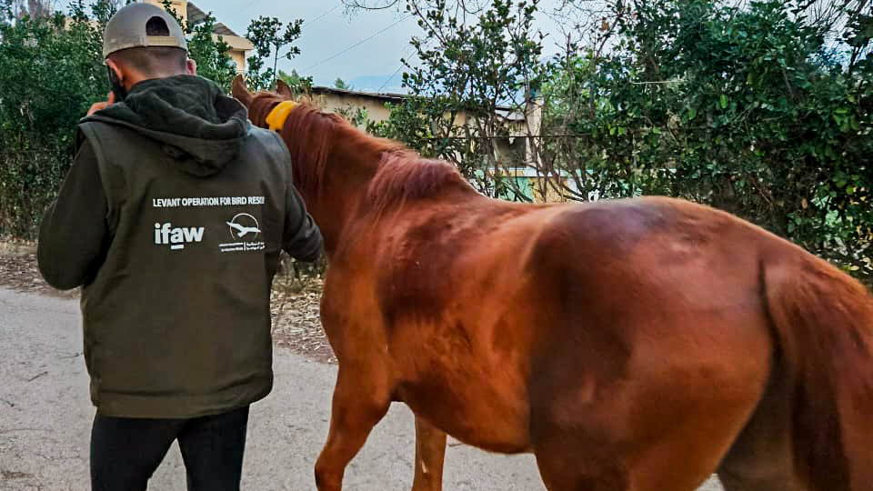 Un secouriste avec un cheval 