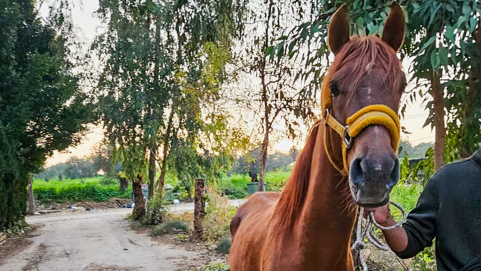 LAMB rescues Amir the horse after his owner’s home and barn were destroyed during strikes in Lebanon.