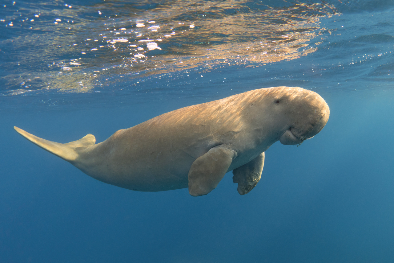 A dugong swimming underwater. 