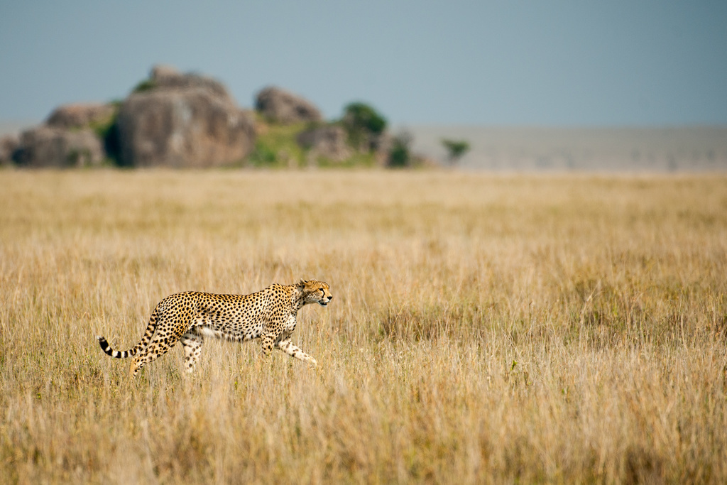 An adult cheetah in the Tanzanian bush, 2011.