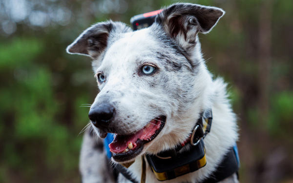 Wie Koala-Spürhund Bear seine Bestimmung fand