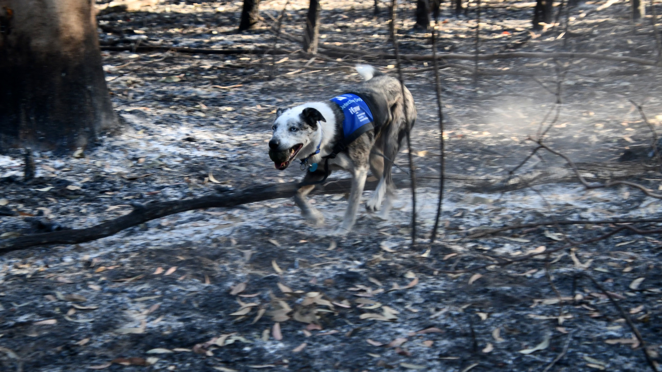 Bear running with his prized ball in his mouth, his reward for doing his job.