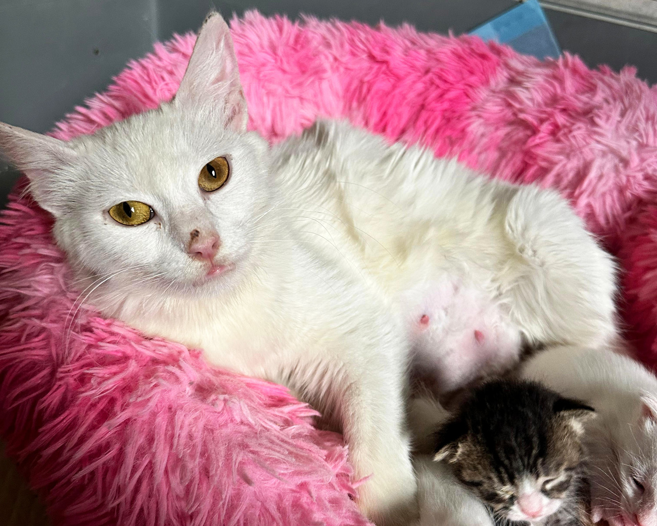 Aura and her kittens are receiving care and support with assistance from Animals Lebanon.