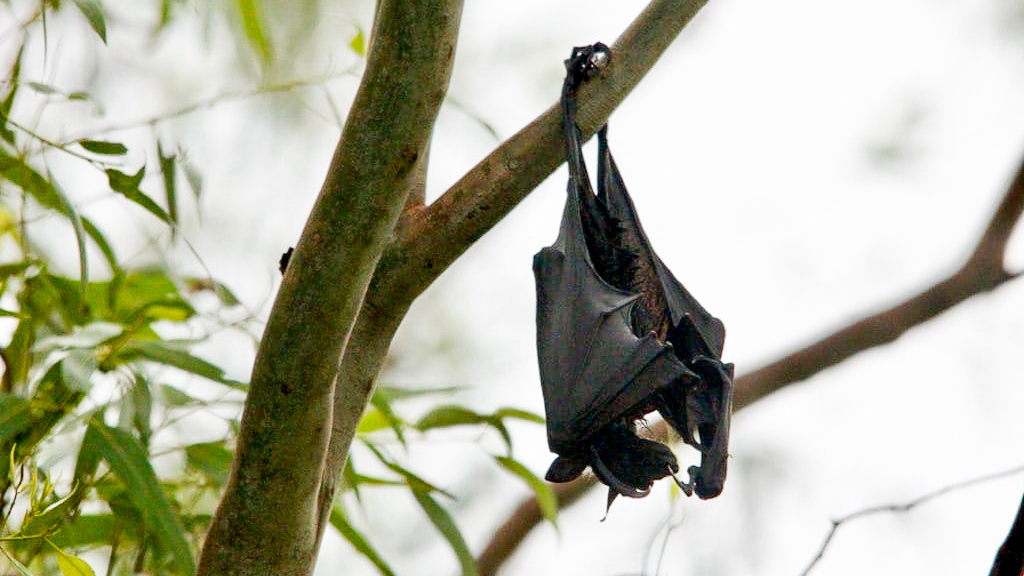 Ein Flughund hängt kopfüber an einem Ast inmitten eines Baumes.