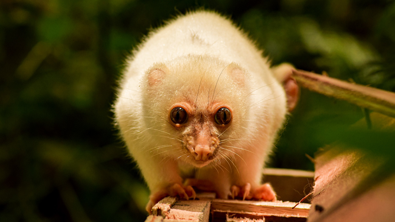 One of the common spotted cuscus’ rescued from wildlife traffickers in Indonesia.