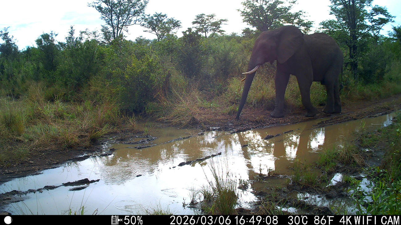 An elephant walking along a migratory corridor in Matetsi Unit 5.