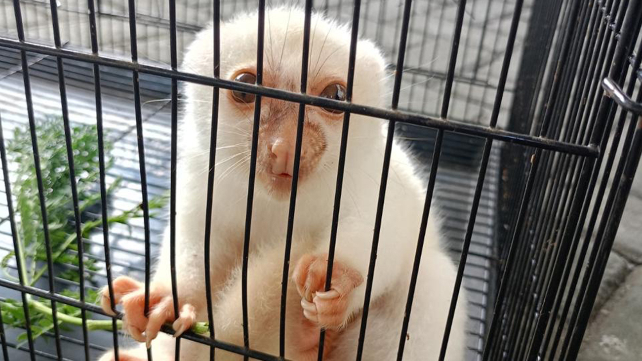 Een van de koeskoezen die is gered van wildlifecriminelen in Indonesië.