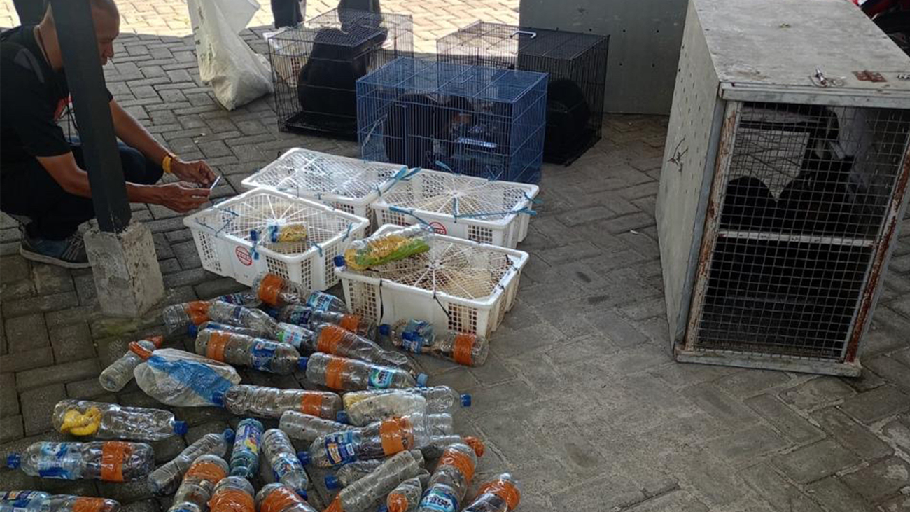 Meer dan 100 wilde dieren zijn gered nadat ze in dozen en plastic flessen waren gestopt om ze uit Indonesië te smokkelen.