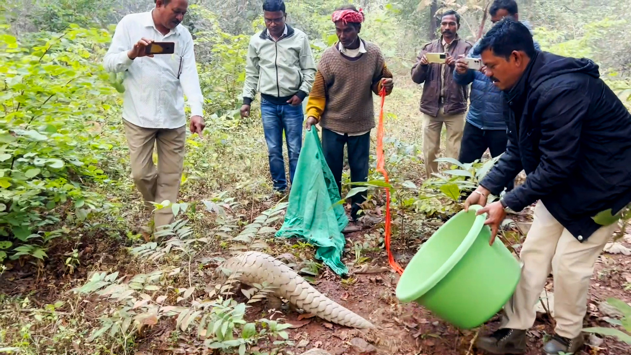 A trafficked pangolin is rescued and released back to the wild in India.