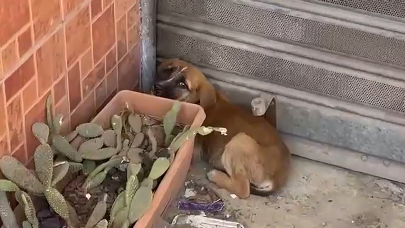 Hond in shock door de knallen om zich heen, verschuilt zich in een hoekje achter een plantenbak.
