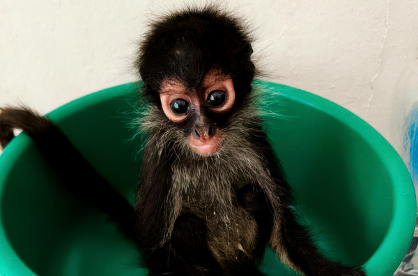 Hopeful progress for the rescued spider monkeys