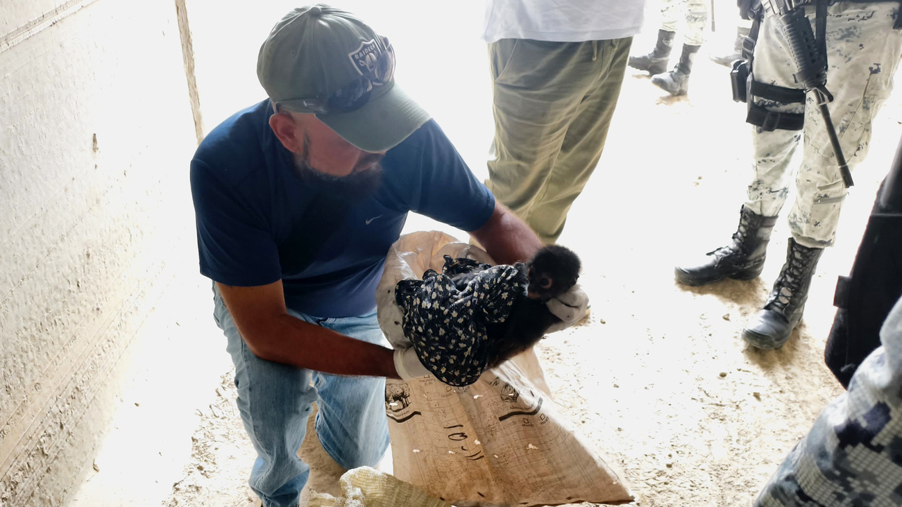 An infant spider monkey rescued from illegal wildlife trafficking in southern Mexico.