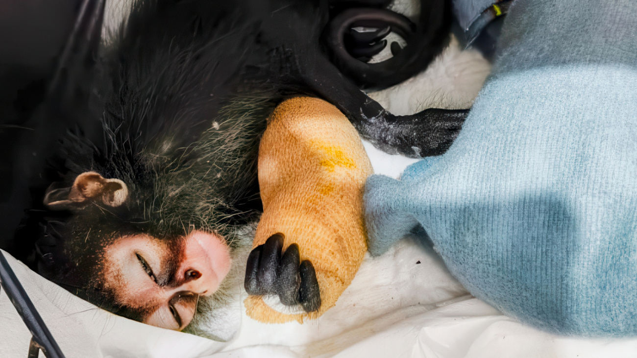 Ein Klammeraffenbaby liegt schlafend in einer Kiste, ein Arm ist bandagiert.