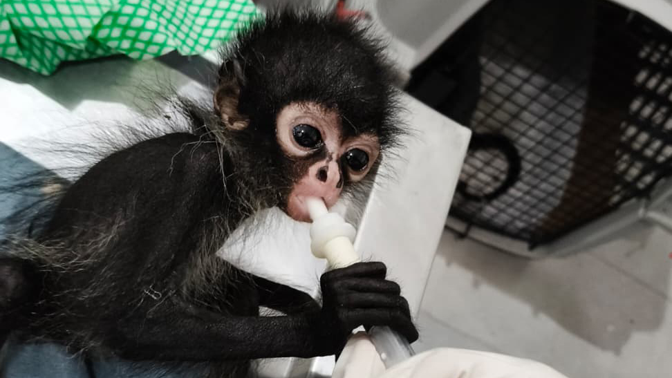Ein Spinnenaffenbaby, das mit einer Spritze gefüttert wird.