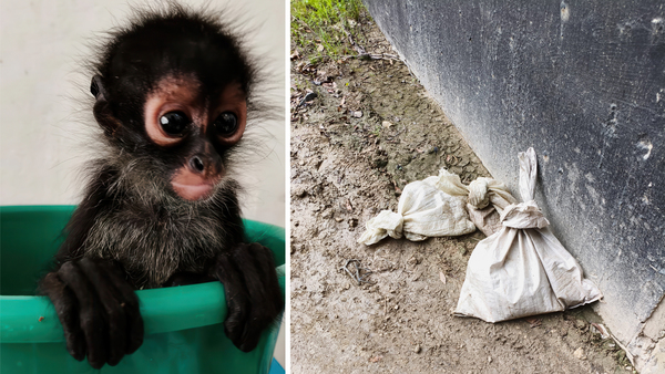 Illegaler Wildtierhandel: Klammeraffenbabys in Säcken gefunden, Mexiko