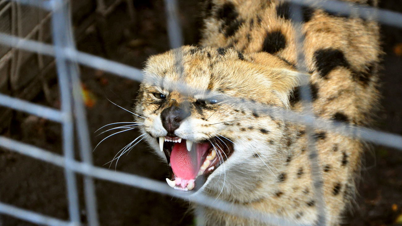 Een serval in een kooi laat zijn tanden zien.