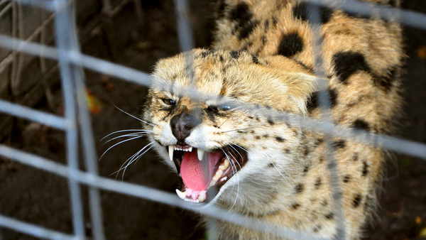 Exotic pets and wildlife trafficking: why wild animals are being liked to death