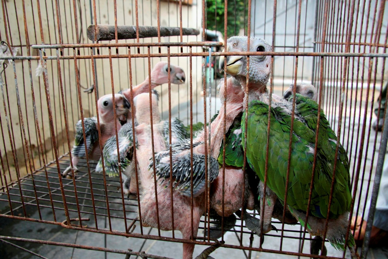 Baby parrots recovered by the police from the hands of the wildlife smuggler in Brazil.