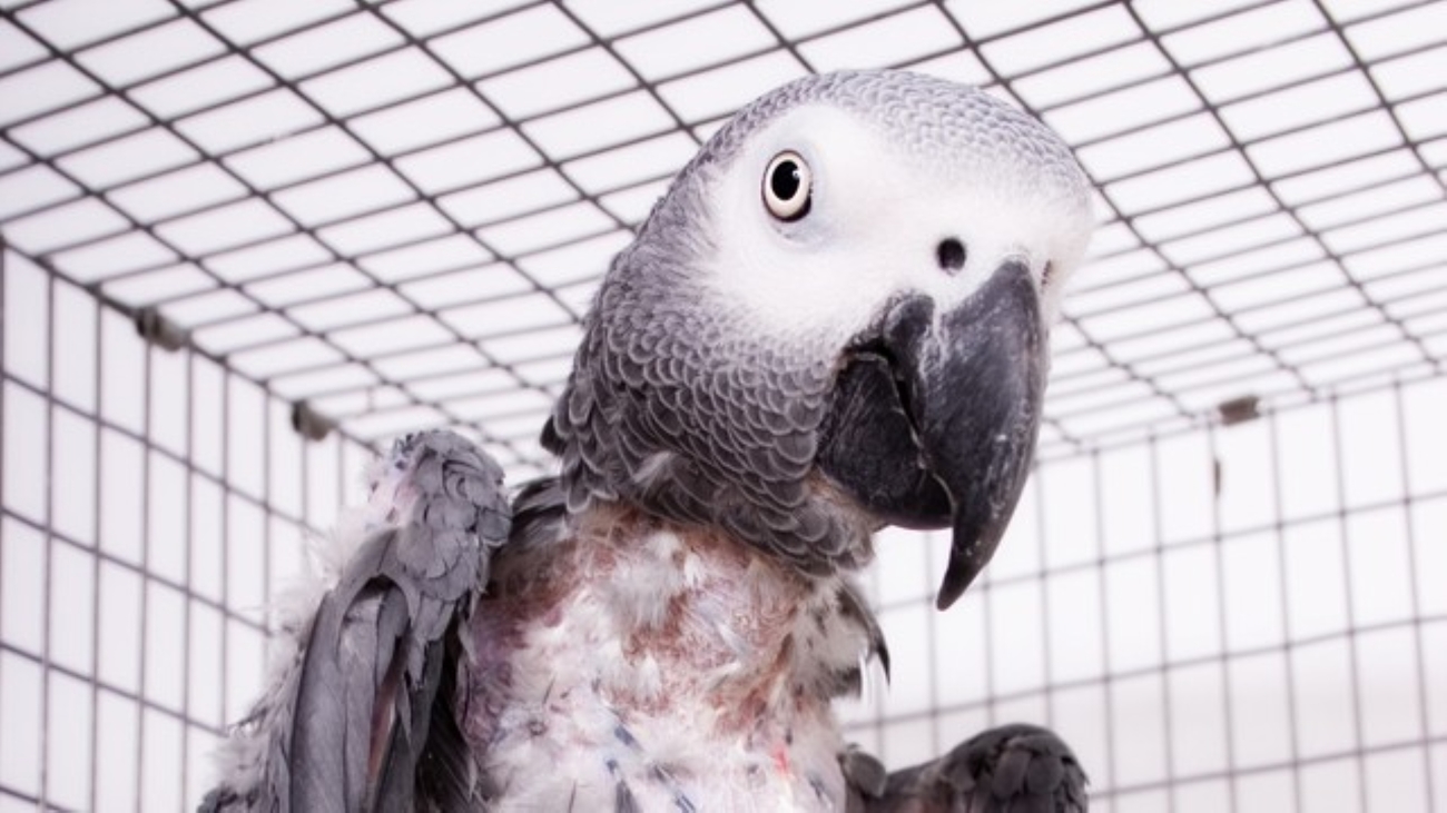 Portrait of a pathetic African grey parrot who has plucked his own feathers off his body.