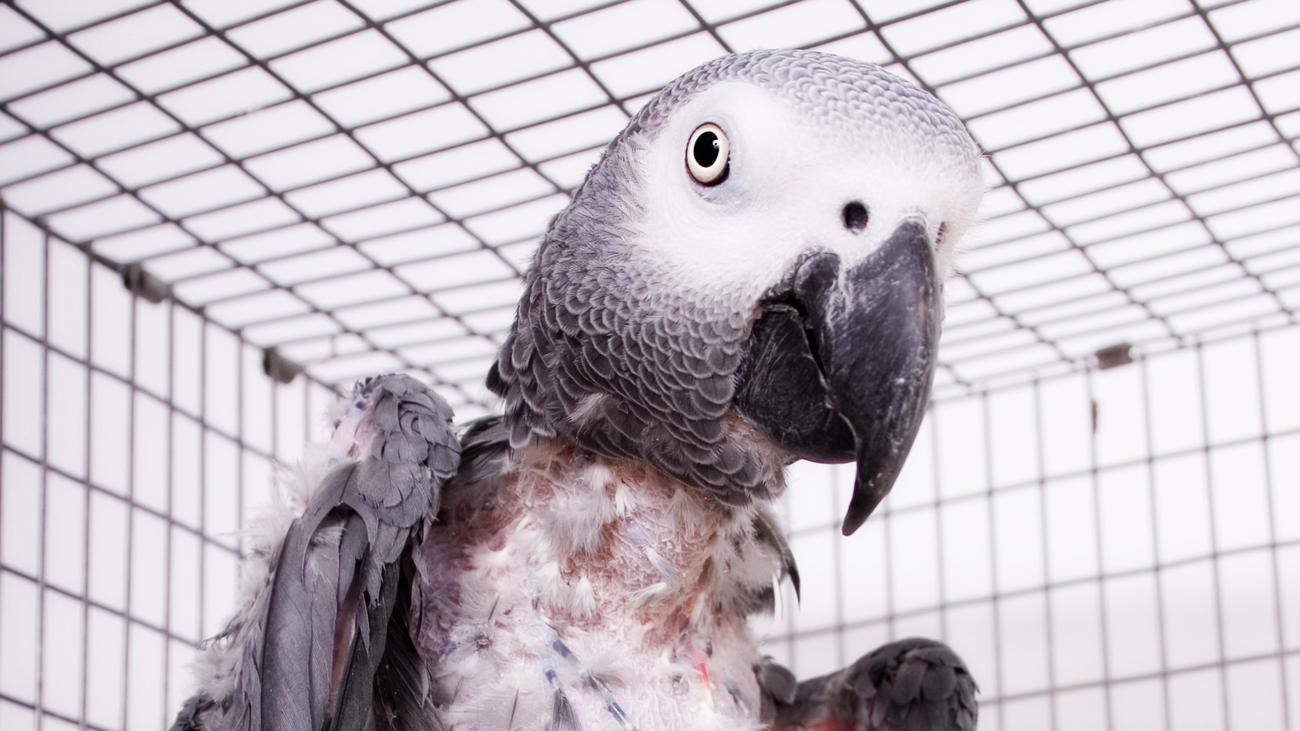 Portrait of a pathetic African grey parrot who has plucked his own feathers off his body.