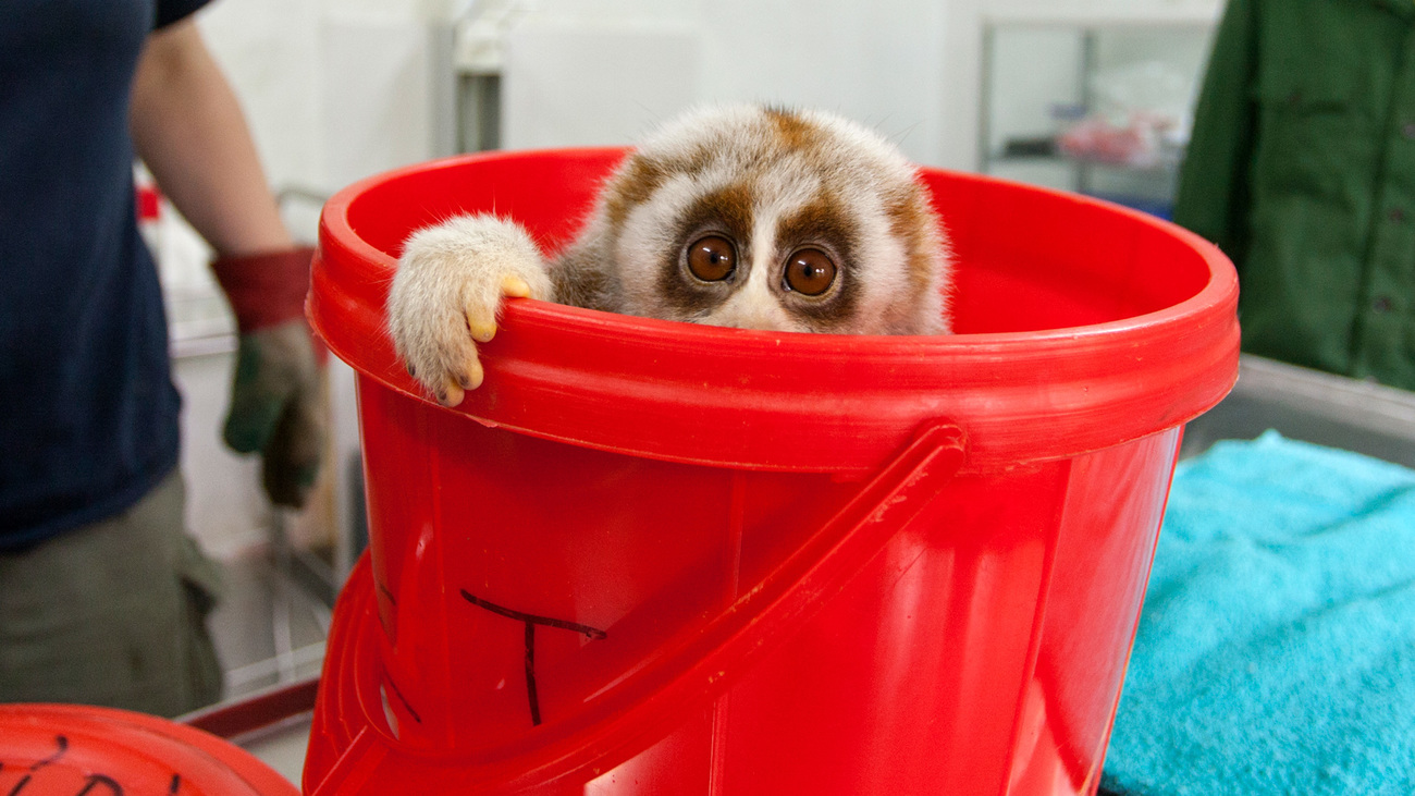 Northern Slow Loris (Nycticebus bengalensis) rescued from illegal wildlife trade, Endangered Primate Rescue Center, Cuc Phuong National Park, Vietnam.
