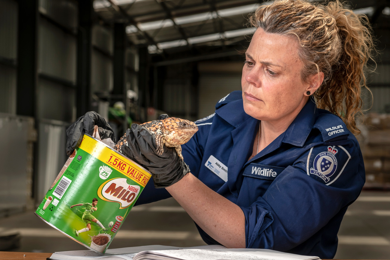 Wildlife Officer Abby Smith, from the Department of Land, Water and Planning (DEWLP) with an illegally traded Goldfields Shingleback Lizard (Tiliqua rugosa rugosa) that was discovered in a tin can.