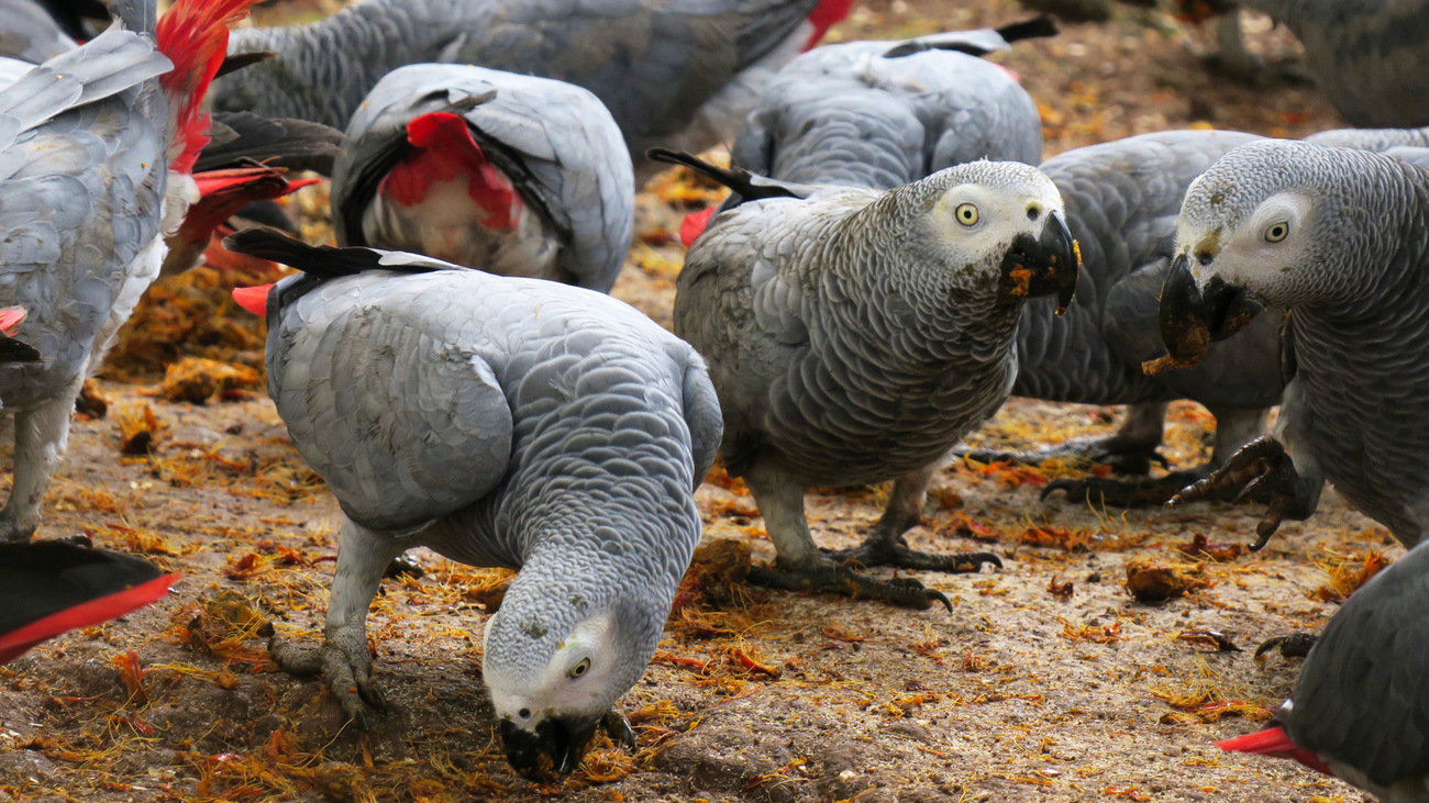 African greys in Cameroon.