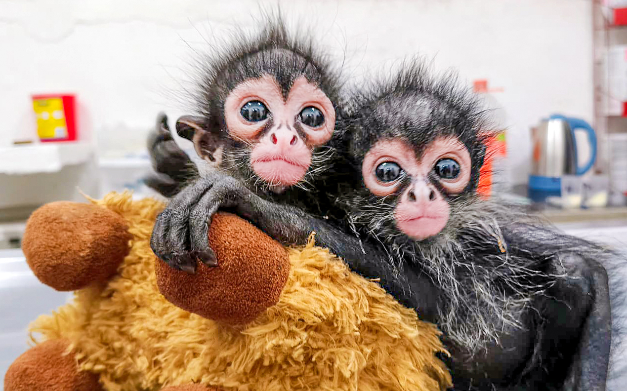 Infant spider monkeys rescued from illegal wildlife trafficking in southern Mexico receives veterinary care supported by IFAW.
