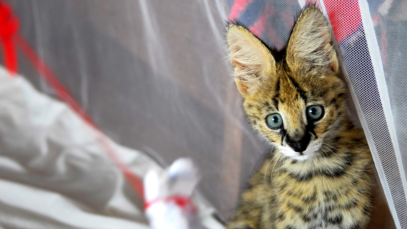 Ziwa the orphaned serval cat.
